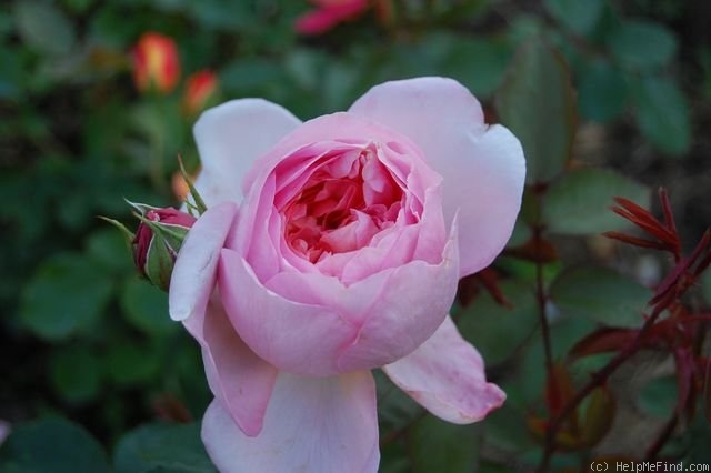 'Dames de Chenonceau ®' rose photo