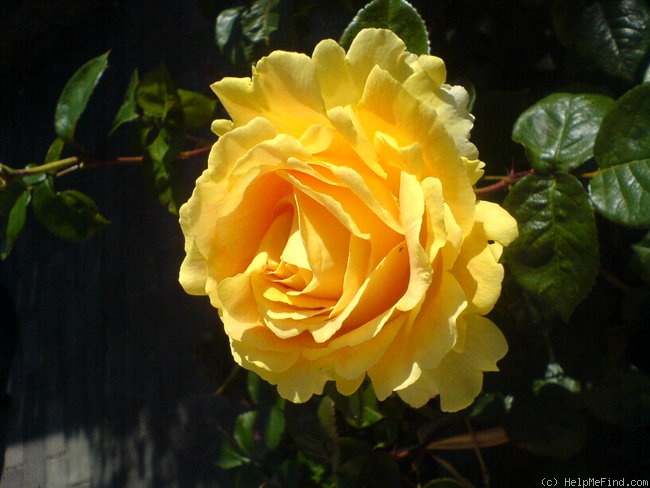 'Candlelight (shrub, Evers 2001)' rose photo
