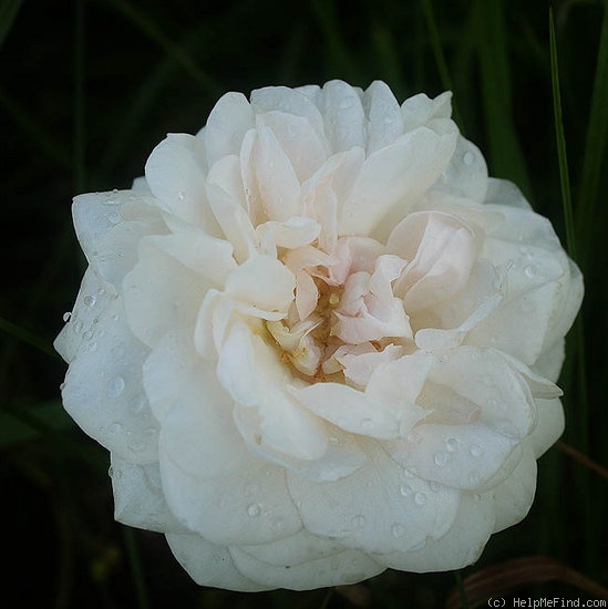 'Miss Leda' rose photo