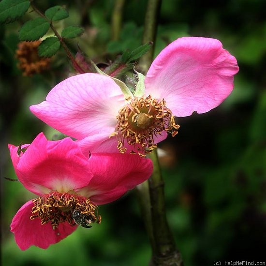 '<i>Rosa sweginzowii</i> 'Macrocarpa'' rose photo