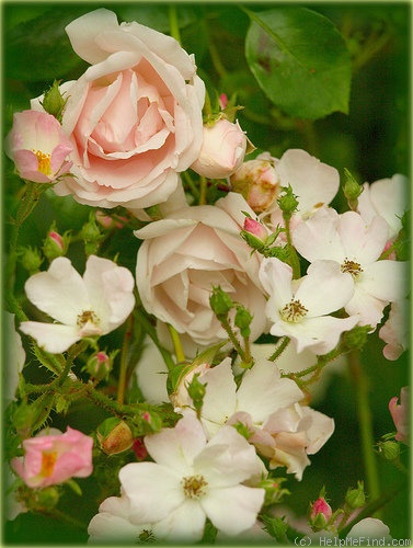 'New Dawn (large flowered climber, Dreer 1930)' rose photo