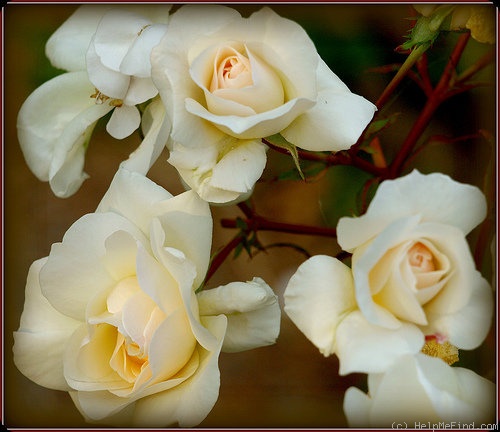 'Nelson's Pride' rose photo