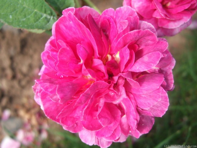 'Assemblage de Beautés' rose photo