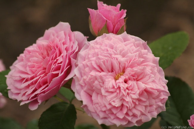 'William Christie ®' rose photo