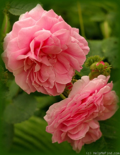 'Cristata' rose photo