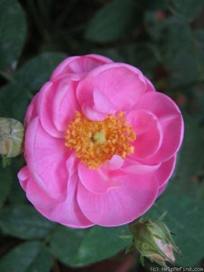 'Rosa gallica 'Officinalis'' rose photo