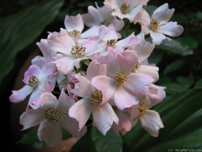 'Ballerina (hybrid musk, Bentall, 1937)' rose photo