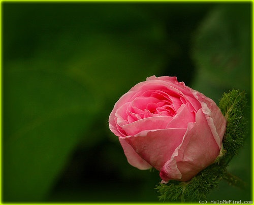 'Cristata' rose photo