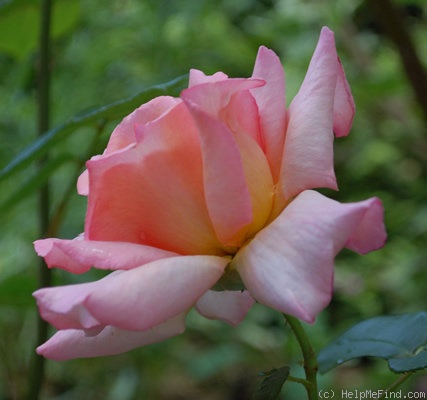 'Compassion ® (Large-Flowered Climber Harkness, 1972)' rose photo