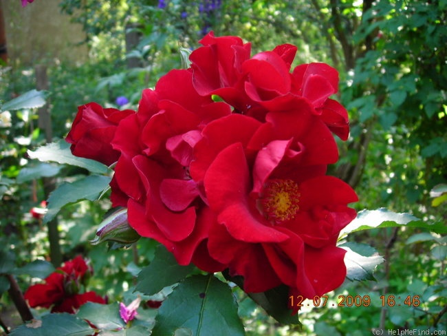 'Roter Korsar ®' rose photo