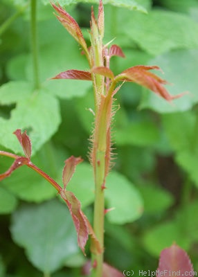 'Gloire des Rosomanes' rose photo