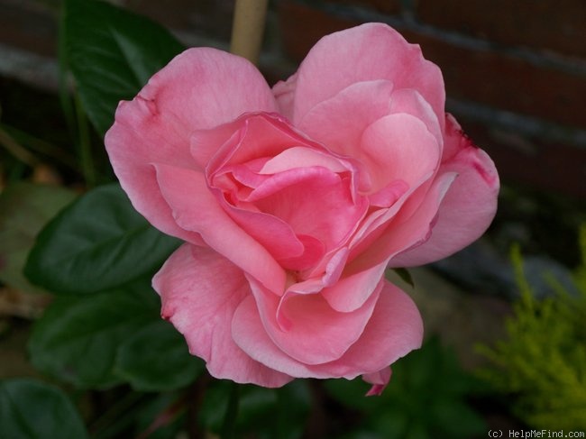 'Pink Showers (climber, Verschuren 1974)' rose photo