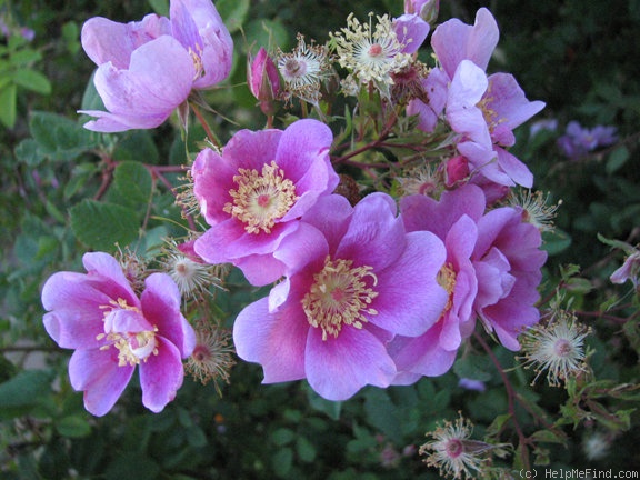 '<i>Rosa californica</i> Cham. & Schlecht.' rose photo