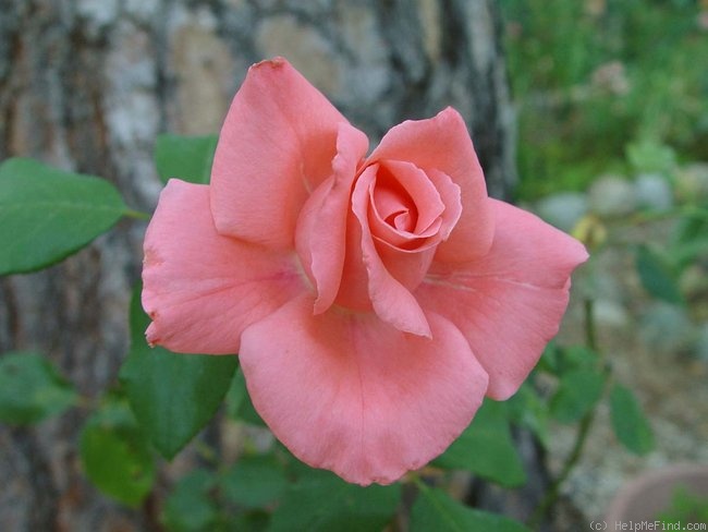 'Nantucket' rose photo