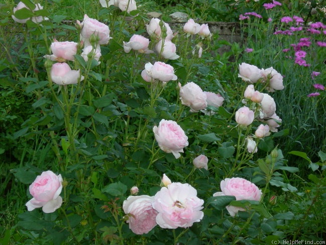 'Scepter'd Isle ®' rose photo