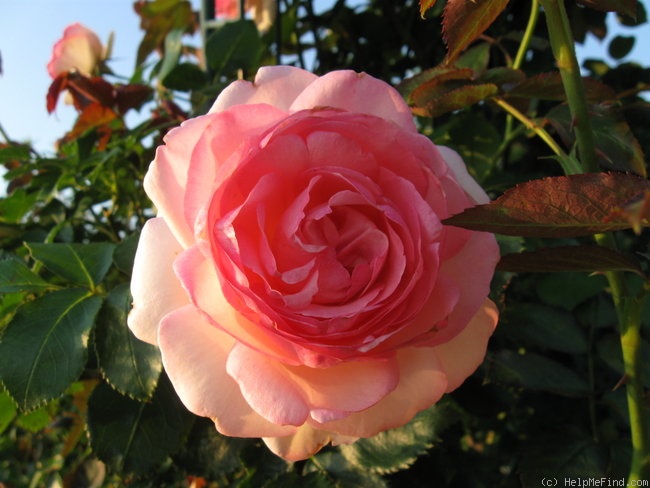 'Pierre de Ronsard ®' rose photo