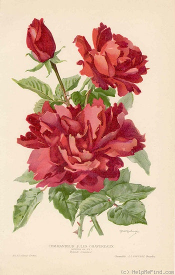 'Commandeur Jules Gravereaux' rose photo