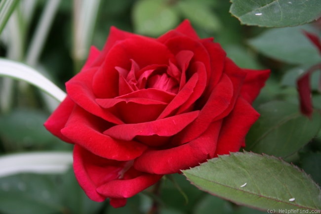 'Kashmir (shrub, Lim 2008)' rose photo