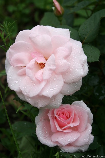 'Chorale' rose photo