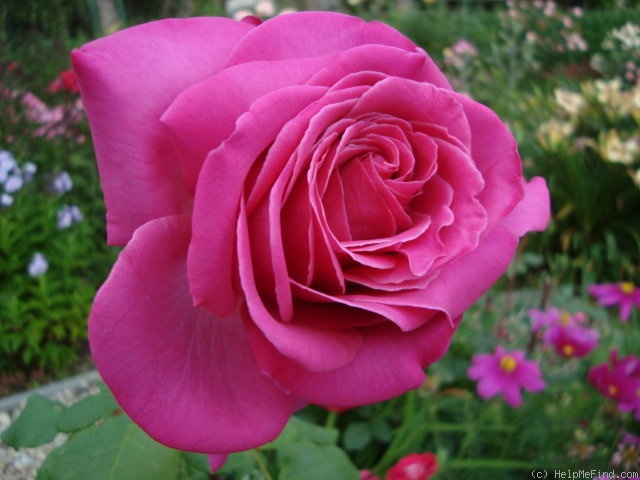 'Duftrausch ® (hybrid tea, Evers/Tantau, 1986)' rose photo