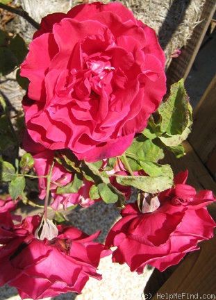 'Royalty (hybrid tea, Bailey, 1978)' rose photo