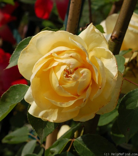 'Duchesse d'Auerstädt' rose photo