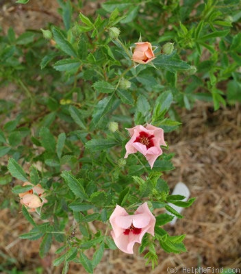 'Euphrates' rose photo
