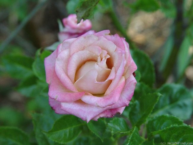 'Gypsy Curiosa' rose photo