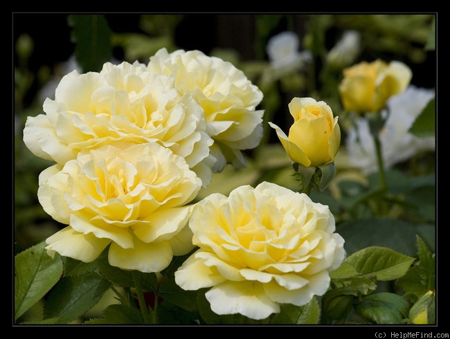 'Glorious (hybrid tea, Ilsink, 2001)' rose photo