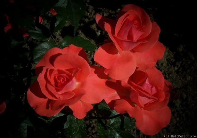 'Dicky ®' rose photo