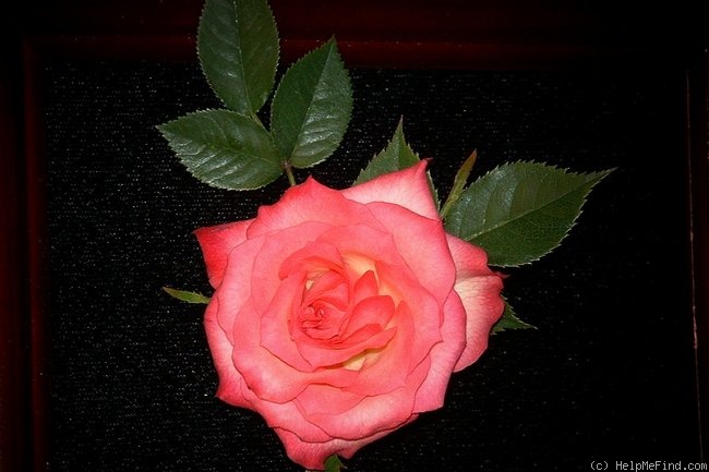 'Hot Tamale' rose photo