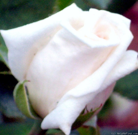 'White Gene Boerner' rose photo