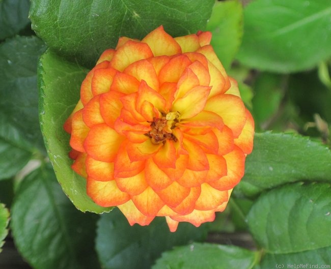'Ring of Fire ™ (Miniature, Moore, 1986)' rose photo