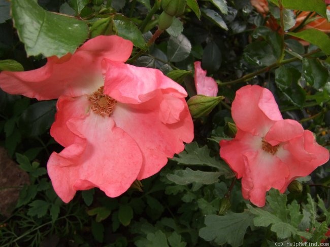 'Flower Carpet ® Coral' rose photo