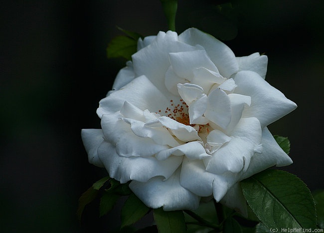 'Frau Karl Druschki (Hybrid Perpetual, Lambert, 1895/1901)' rose photo