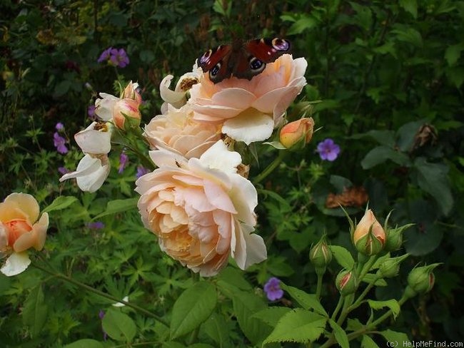 'Grace ® ™ (English Rose, Austin 2001)' rose photo