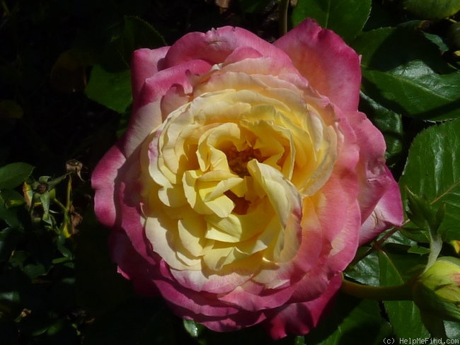 'Love & Peace ™ (hybrid tea, Twomey & Lim 2001)' rose photo