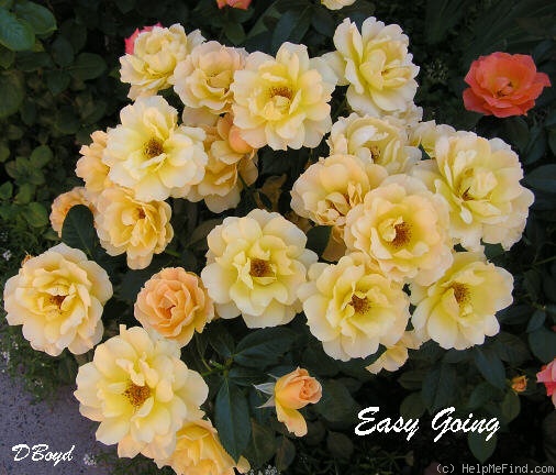 'Easy Going ™' rose photo