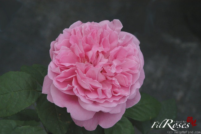 'Crescendo ® (floribunda, Noack, 2003)' rose photo