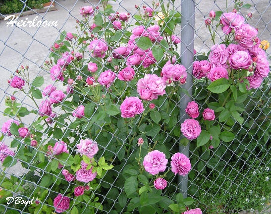 'Heirloom (Hybrid Tea, Warriner, 1972)' rose photo