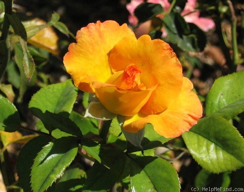 'Sunny Side Up' rose photo