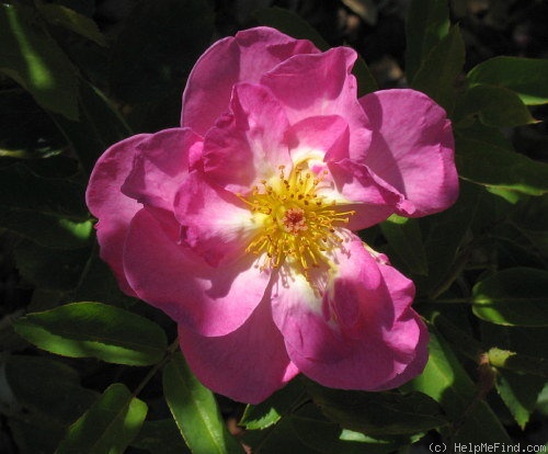 'Escapade ® (Floribunda, Harkness, 1962)' rose photo