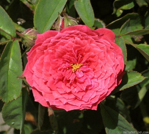 'Coral Hume' rose photo