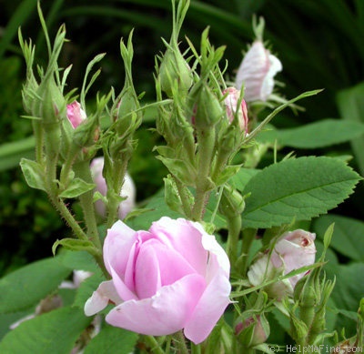 'Autumn Damask' rose photo