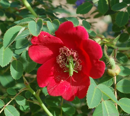 'Geranium (Hybrid Moyesii, 1938)' rose photo