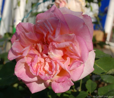 'Gloire de Dijon (Tea Noisette, Jacotot 1850)' rose photo