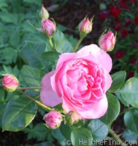 'Guy de Maupassant ®' rose photo