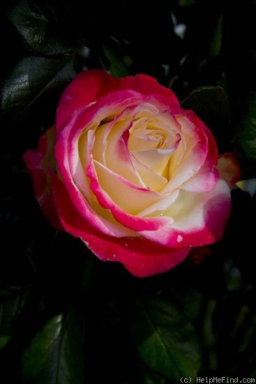 'Nostalgie ®' rose photo