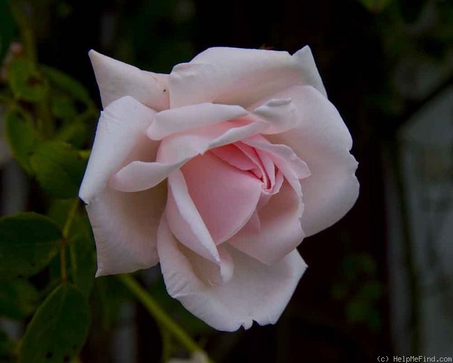 'New Dawn (large flowered climber, Dreer 1930)' rose photo
