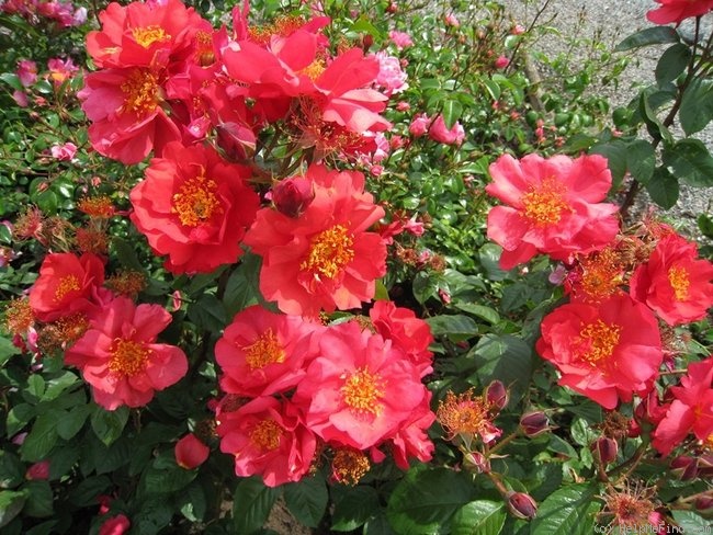 'So Pretty ® (shrub, Meilland, 2006)' rose photo